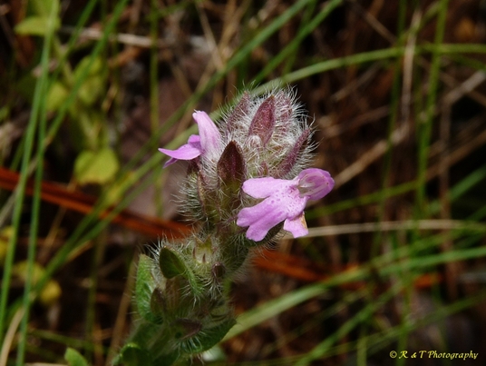 {Stachydeoma graveolens}